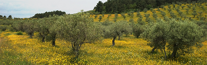 natuurfoto portugal