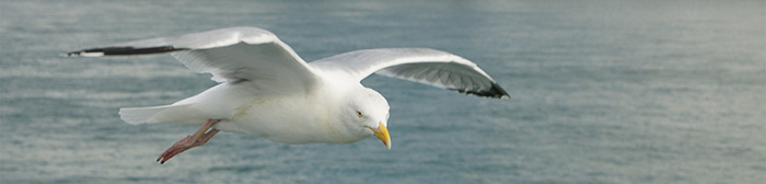 natuurfoto meeuw frank boogaard