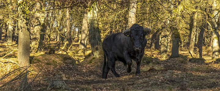 natuurfotografie frank boogaard