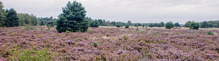 natuurfoto Frank Boogaard