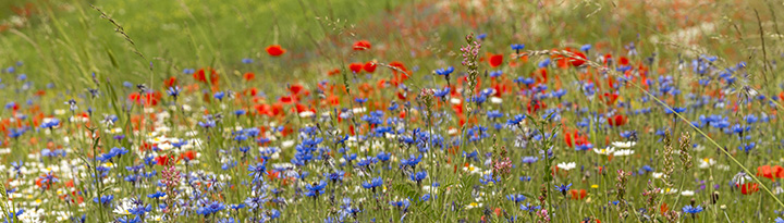 natuurfotograaf Frank Boogaard