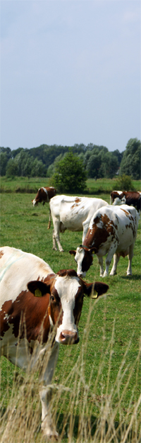 fotodocument koeien 